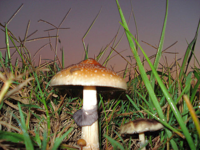 古巴裸盖菇(Psilocybe cubensis)。包括古巴裸盖菇在内的多种真菌都可产生裸盖菇素。裸盖菇素的活性代谢物脱磷酸裸盖菇素是一种致幻性蘑菇生物碱。 古巴裸盖菇(Psilocybe cubensis)。包括古巴裸盖菇在内的多种真菌都可产生裸盖菇素。裸盖菇素的活性代谢物脱磷酸裸盖菇素是一种致幻性蘑菇生物碱。