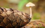 美丽而惊艳的毒蘑菇